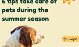 How to Care for Your Pets Throughout the Summer Months