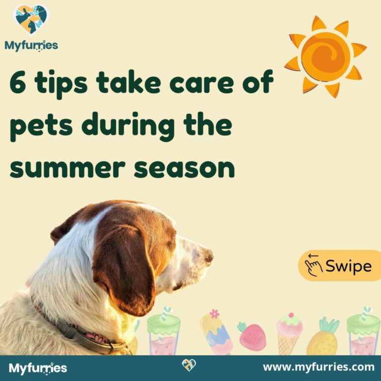 Read more about the article How to Care for Your Pets Throughout the Summer Months