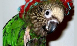 Hawk-Headed Parrots: Pet Parrots with Headdresses