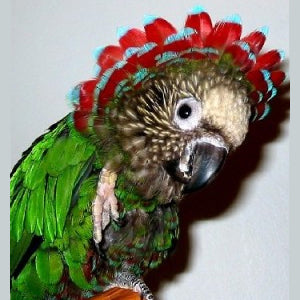 Read more about the article Hawk-Headed Parrots: Pet Parrots with Headdresses