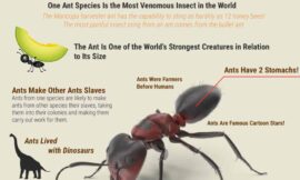 20 interesting facts about ants you may not know