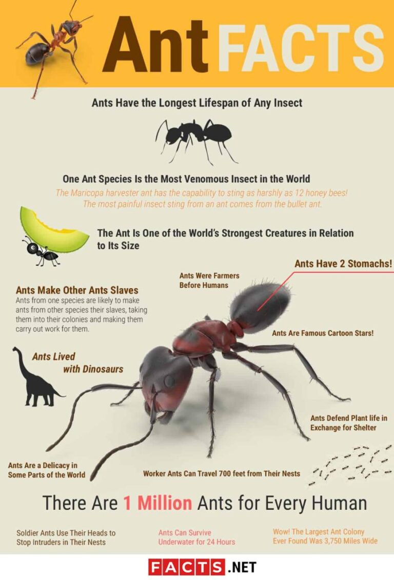 Read more about the article 20 interesting facts about ants you may not know