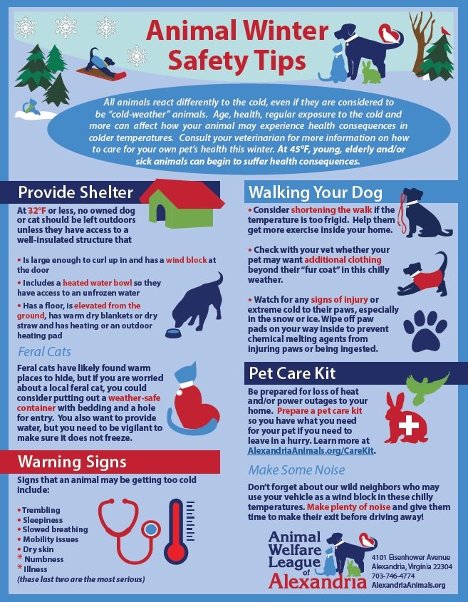 Read more about the article How to Keep Your Pet Rodent Warm During the Winter: A Guide