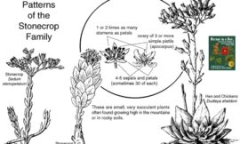 Plant Families: Crassulaceae (Stonecrops)