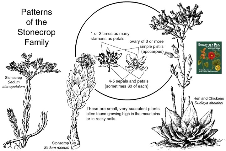 Read more about the article Plant Families: Crassulaceae (Stonecrops)