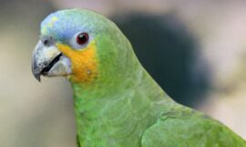 Is an Amazon Parrot the Right Pet for You?: One Woman&apos;s Experience with an Orange Wing Amazon