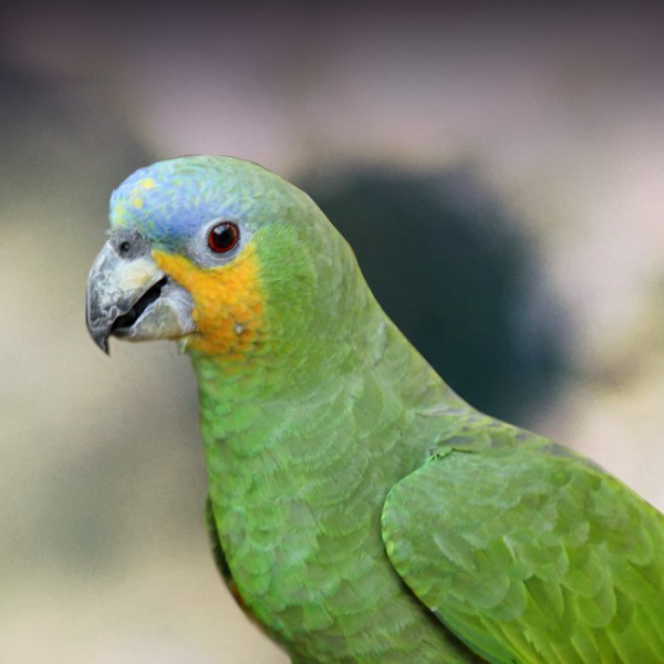 Read more about the article Is an Amazon Parrot the Right Pet for You?: One Woman&apos;s Experience with an Orange Wing Amazon