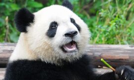 10 Facts About Pandas