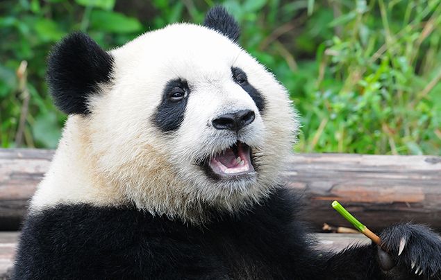 Read more about the article 10 Facts About Pandas