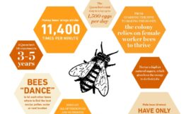 10 facts you may not know about bees