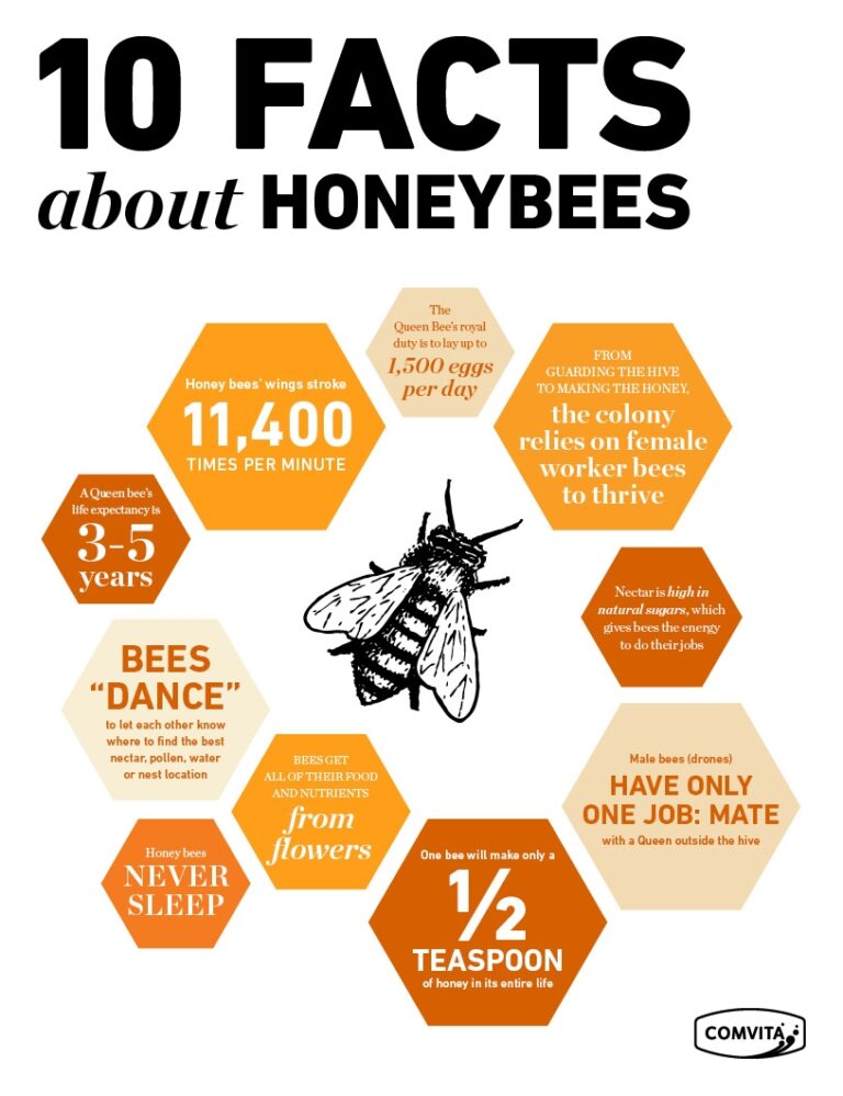 Read more about the article 10 facts you may not know about bees
