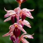 Orchids in Glacier National Park: Coralroots