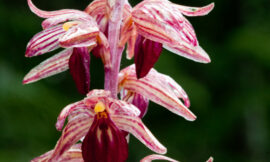 Orchids in Glacier National Park: Coralroots