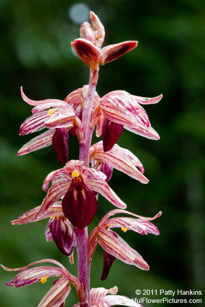 Read more about the article Orchids in Glacier National Park: Coralroots