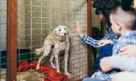 Pet Adoption Centers: Tips for Making a Visit