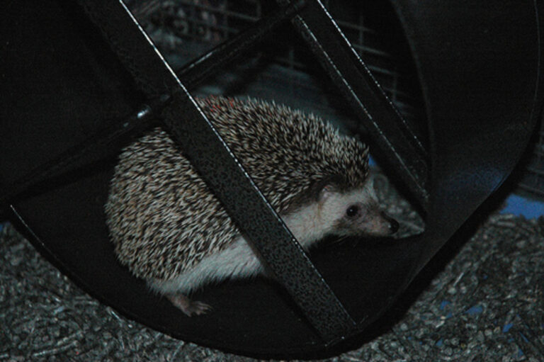 Read more about the article Handling and Housing for a Pet Hedgehog