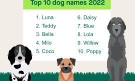 Pet Names – Tips on Naming Your Pet: Puppy Names