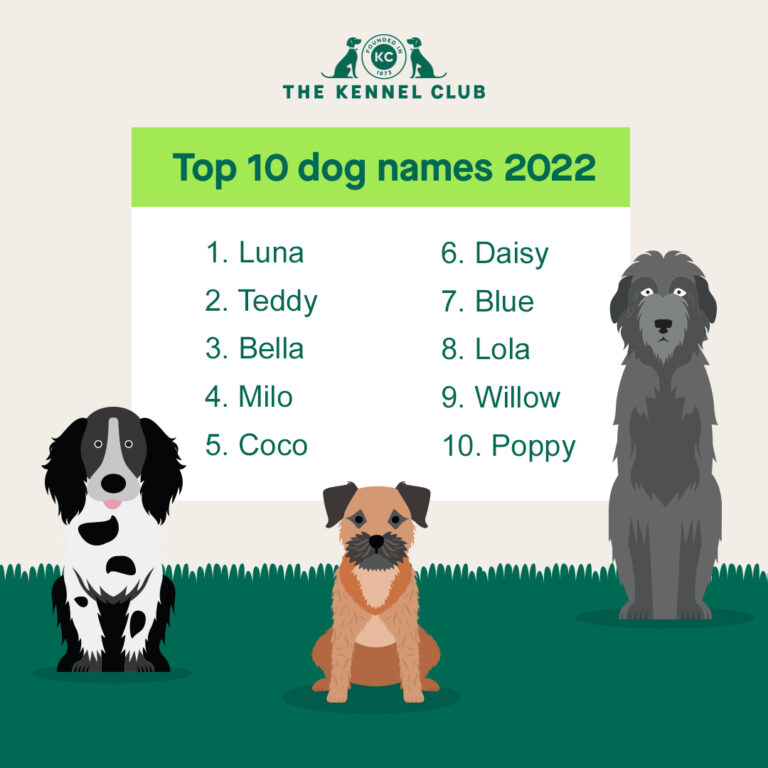 Read more about the article Pet Names – Tips on Naming Your Pet: Puppy Names