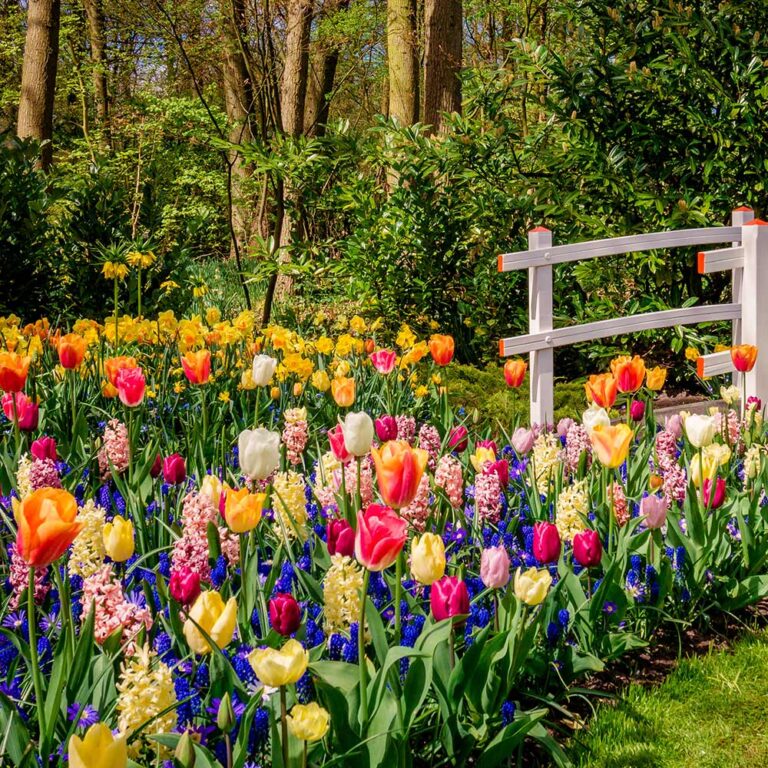 Read more about the article How to Grow Tulips and Other Bulb Flowers: Choosing the Best Bulbs for Growing Non-Native Plants