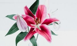 History of Lilies