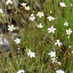 Ocean Spray: Plumes of White Wildflowers in the Pacific Northwest
