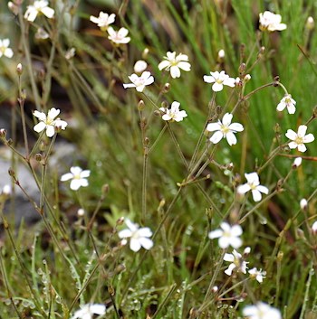 Read more about the article Ocean Spray: Plumes of White Wildflowers in the Pacific Northwest